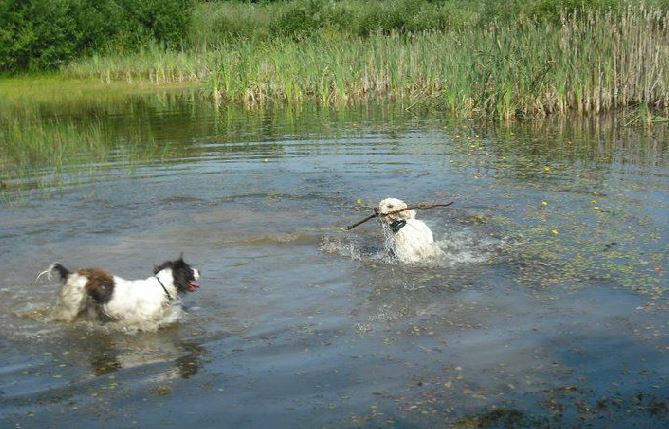 Swimming dogs