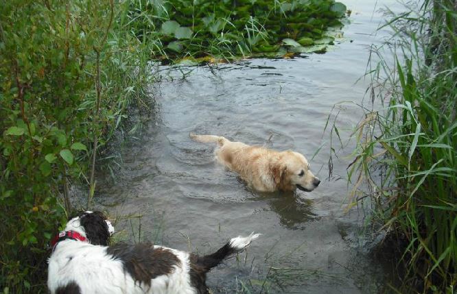 Dogs in water