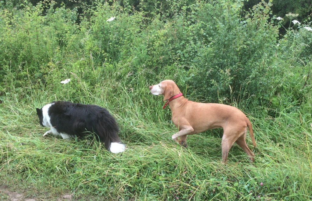 Two dogs in field